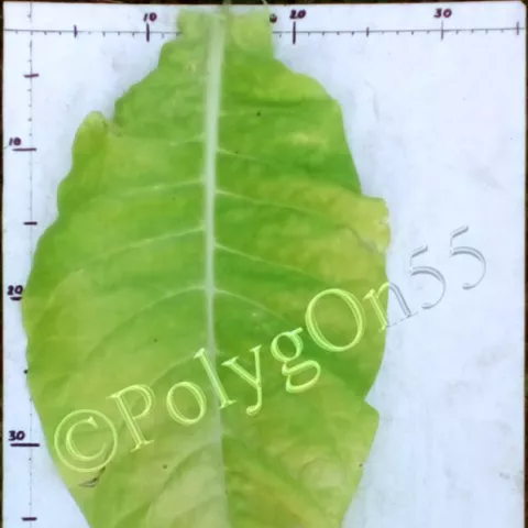 Американ бахчисарайский лист первой ломки