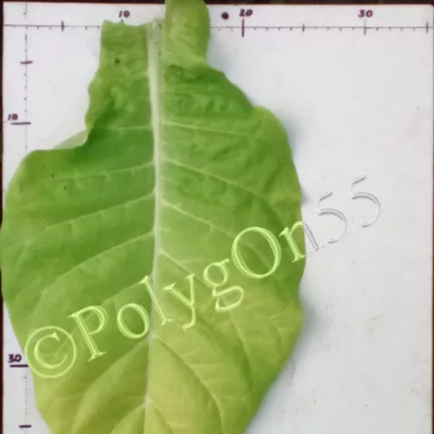 Американ бахчисарайский лист первой ломки