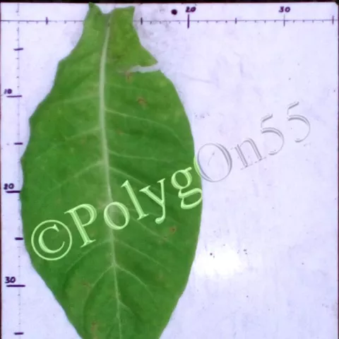 Американ казбечный лист второй оломки