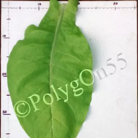 Американ казбечный лист первой ломки