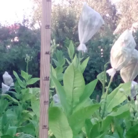 Американ русаковский куст