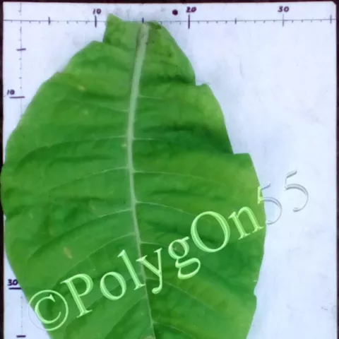 Американ русаковский лист второй ломки