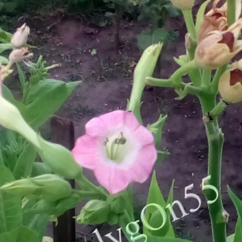 Американ русаковский цвет