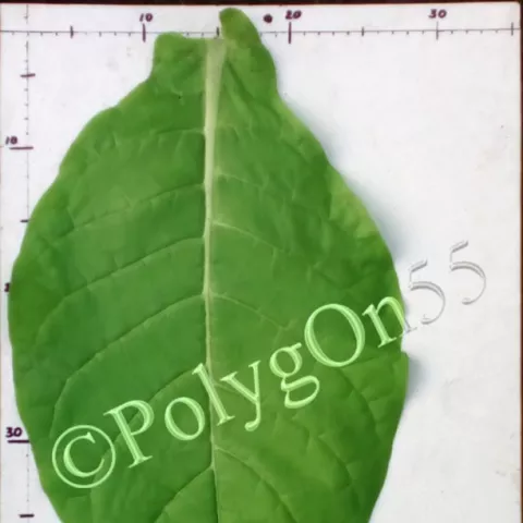 Американ русаковский лист первой ломки