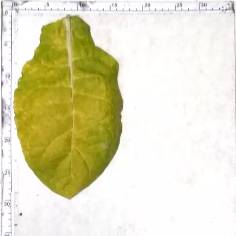 Basma Gęstolistna_l