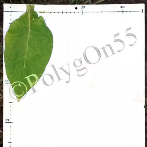 Basma ВНИИТТИ