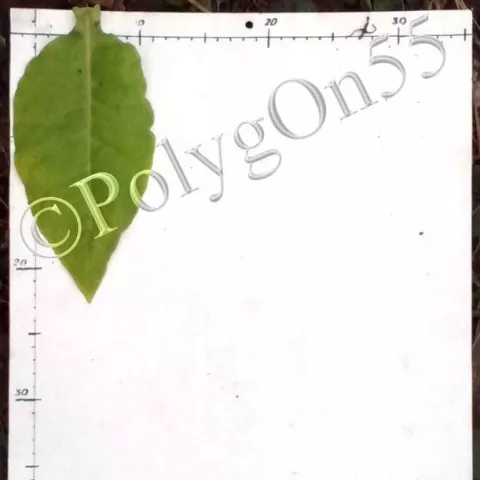 Basma ВНИИТТИ