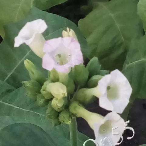 Табак Bereznol цвет