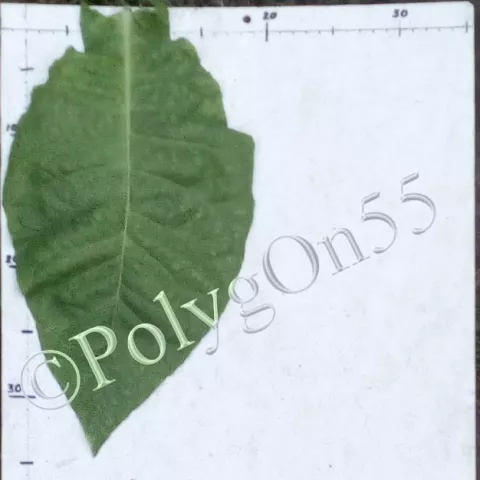 Табак Bereznol лист