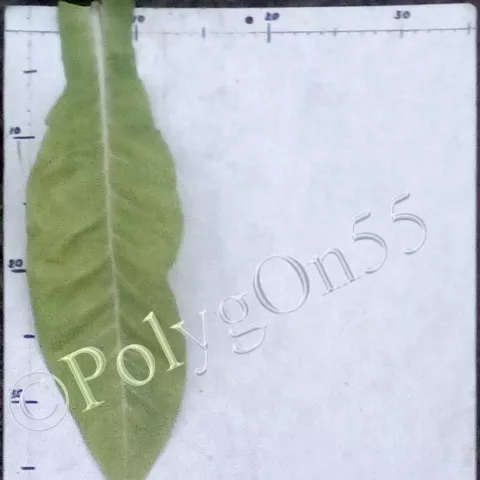 Табак Brazylijski Żółty лист