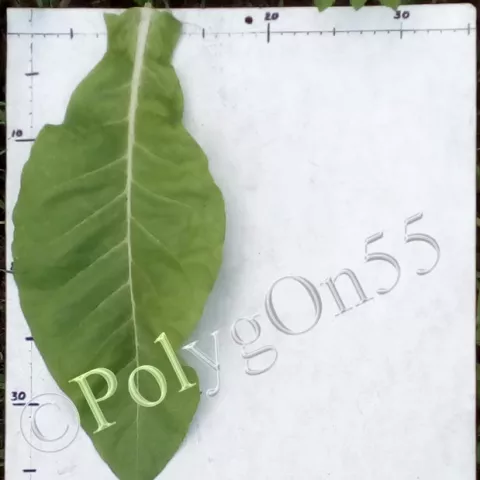 Табак Brazylijski Żółty лист