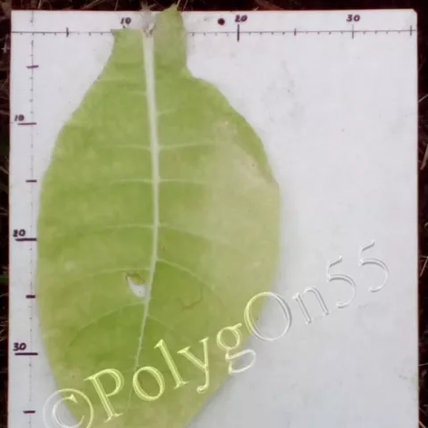 Burley 46 лист второй ломки