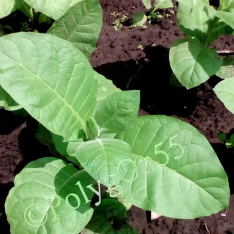 Берли /Крым