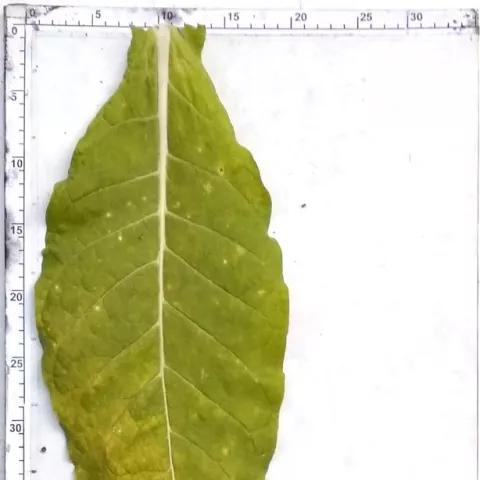 Burley di Pontecagnano_l