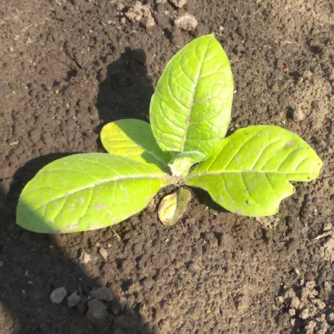 Берли краснодарский