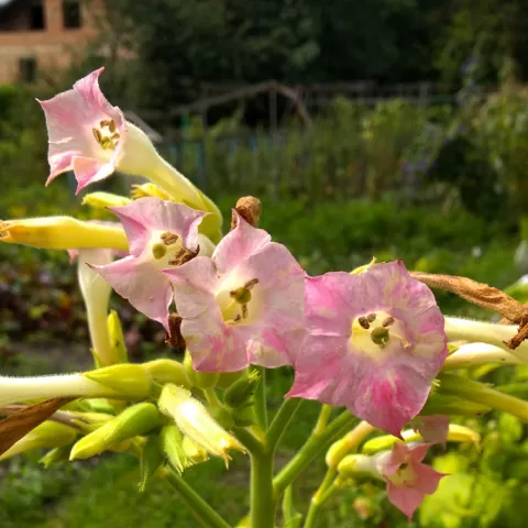 Берли краснодарский_fl