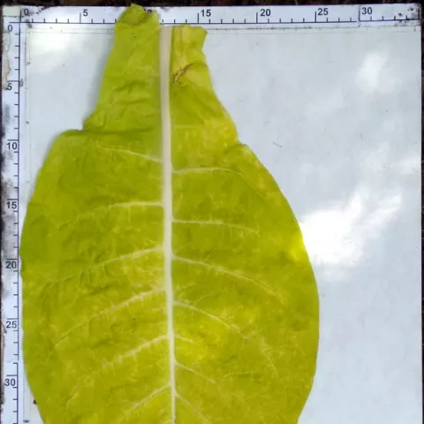 Берли краснодарский_l