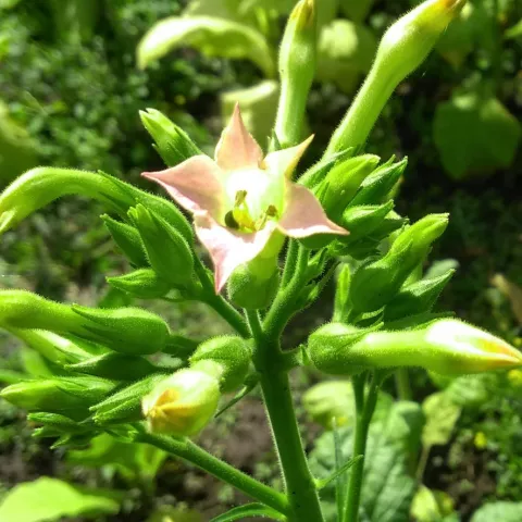 Yellow Lite Burley_fl