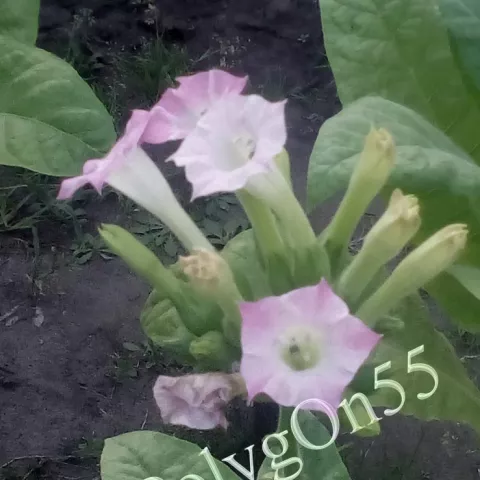 Табак C6 Cospaia цвет