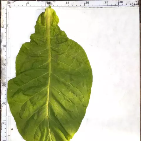 Cabbage_l