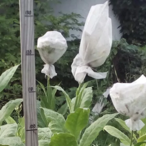 Табак Canbera 719 куст