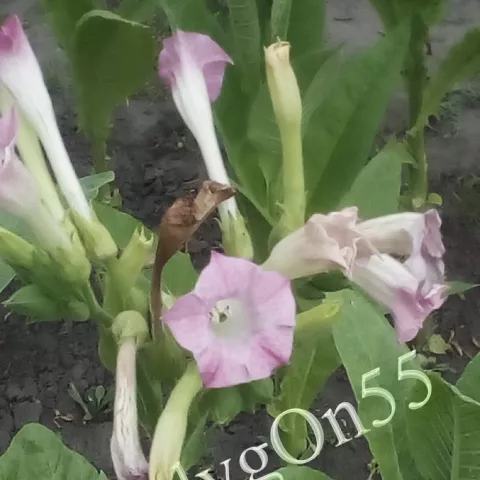 Табак Canbera 719 цвет