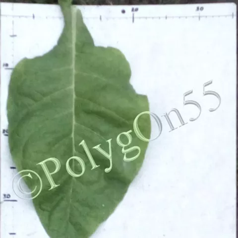 Табак Canbera 719 лист