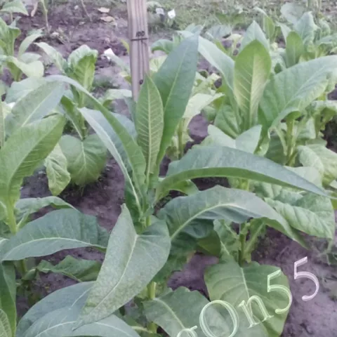 Табак Carapé Guazú куст