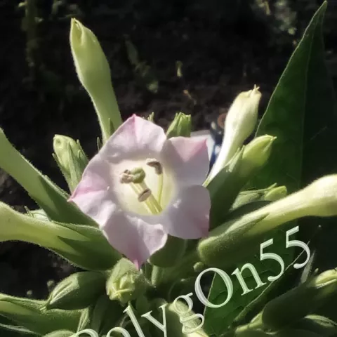 Табак Carapé Guazú цвет