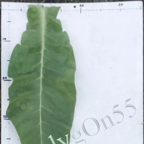 Табак Carapé Guazú лист