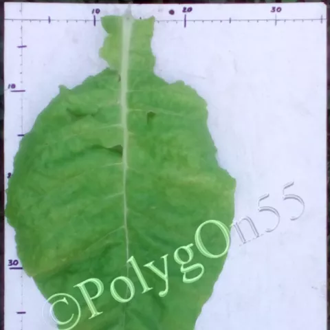 Carolina Bright лист третей ломки