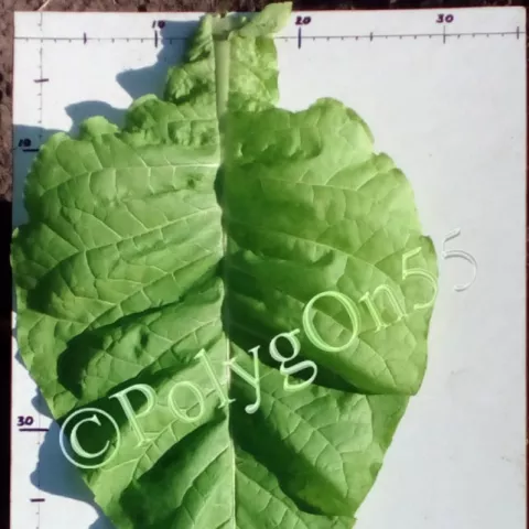 Carolina Bright лист первой ломки