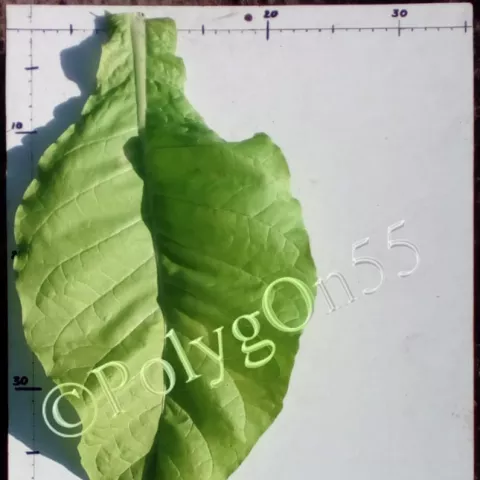 Carolina Bright  лист второй ломки