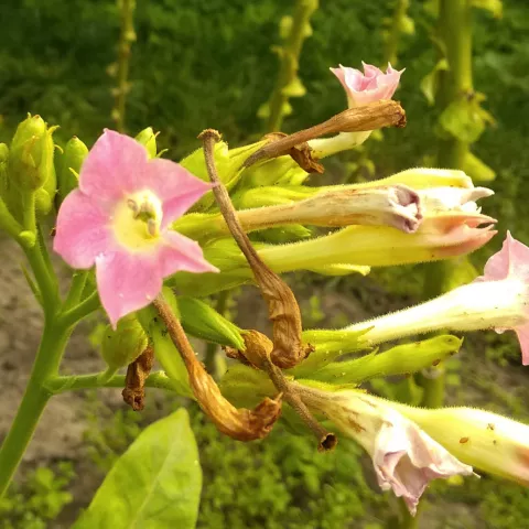 Chileno Grande Amarillo_fl1