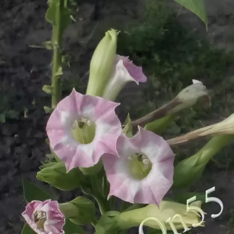 Табак Chocoa цвет