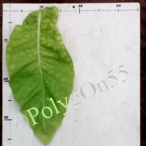 Cocoroteno лист второй ломки