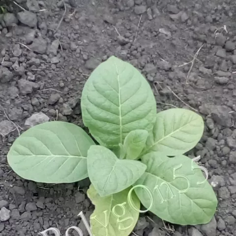 Табак Coker 187-Hicks куст