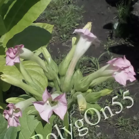 Табак Coker 187-Hicks цвет