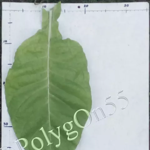 Табак Coker 187-Hicks лист