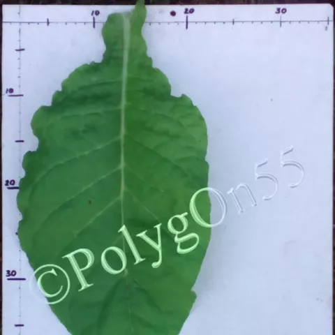 Coker 48 лист первой ломки