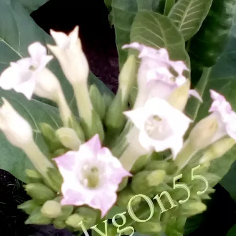 Connecticut Shade_fl