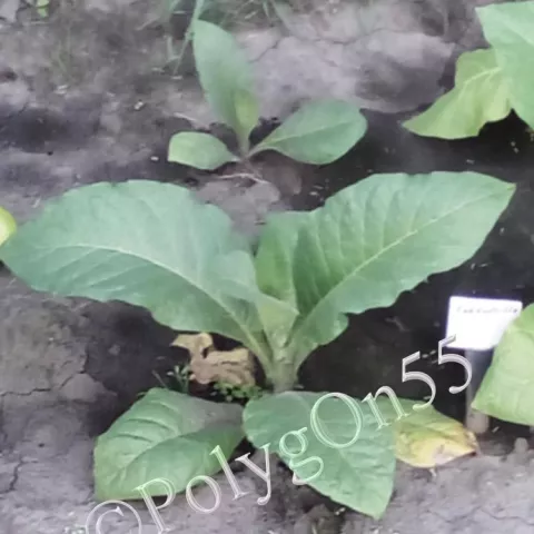 Табак Cordoncillo куст