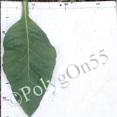 Табак Cordoncillo лист