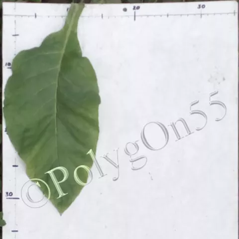 Табак Cordoncillo лист