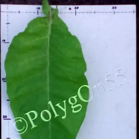 Corojo 99  лист первой ломки