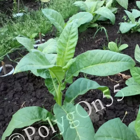 Criollo de los Sierros