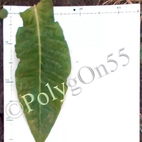 Criollo de los Sierros