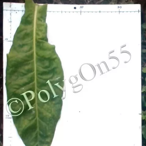 Criollo de los Sierros