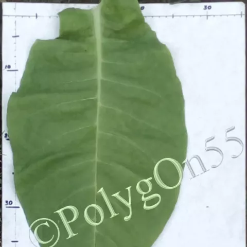 Табак Cubano de la Sierra лист