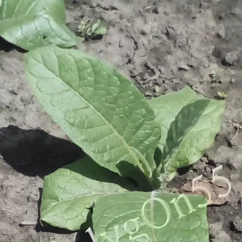 Табак Cuerna de Borrego куст